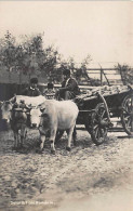Romania - Bullock Cart - REAL PHOTO - Roemenië