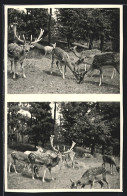 AK Dornholzhausen Bei Bad Homburg, Wald-Cafe Hirschgarten, Hirsche Mit Rehen  - Bad Homburg