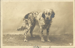 2681 Phriné - Chienne Setter Anglaise - Perros