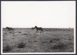 Branco Di Zebre, Animali, Prateria, 1950 Fotografia Epoca, Vintage Photo - Lugares