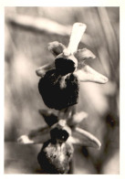 Ophrys Aranifera, Caumont, Botanica, Fiori, 1971 Fotografia Vintage  - Lugares