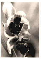 Ophrys Fuciflora, Caumont, Botanica, Piante, 1971 Fotografia Vintage  - Lugares