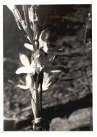 Limodorum Abortivum, Route D'Albinen Suisse, Botanica, 1970 Foto Vintage - Lugares