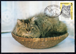 BULGARIA BULGARIE BULGARIEN 1989 CATS FAUNA TIGER CAT 5s MAXI MAXIMUM CARD - FDC