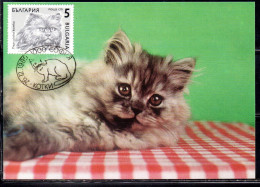 BULGARIA BULGARIE BULGARIEN 1989 CATS FAUNA PERSIAN CAT 5s MAXI MAXIMUM CARD - FDC