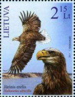 Lithuania 2011 . Sea Eagle. 1v. Michel # 1081 - Lituania