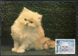 BULGARIA BULGARIE BULGARIEN 1989 CATS FAUNA HIMALAYAN CAT 10s MAXI MAXIMUM CARD - FDC