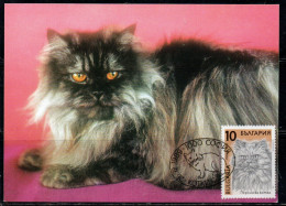 BULGARIA BULGARIE BULGARIEN 1989 CATS FAUNA PERSIAN CAT 10s MAXI MAXIMUM CARD - FDC