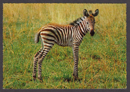 089835/ Zèbre De Grant, Equus Quagga Bohemi, Jeune - Zebra's