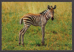 089835/ Zèbre De Grant, Equus Quagga Bohemi, Jeune - Zebras