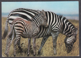 127819/ Zebra, Mother And Baby - Zebre