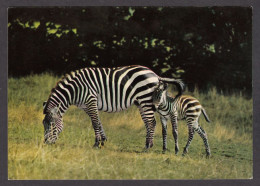 089836/ Zèbres Des Plaines, Equus Burchellii - Zebre