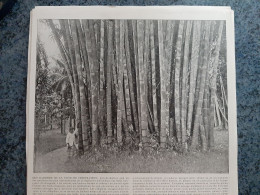 AFFICHE  - PHOTOGRAPHIQUE   -  LES  BAMBOUS DE LA COTE DE COROMANDEL  , PRES DE KARIKAL  AU SUD DE L' INDES - Posters