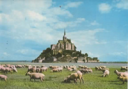 LE MONT ST MICHEL, TROUPEAU DE MOUTONS COULEUR REF 15968 - Le Mont Saint Michel