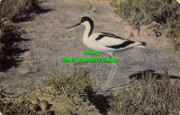 R572096 Avocet. Bird. Salmon. 1979 - World