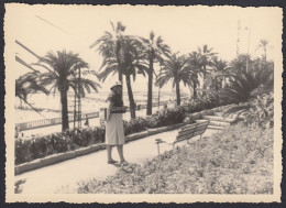 Liguria - Luogo Da Identificare - Viale Delle Palme - Foto - 1969 Photo - Places