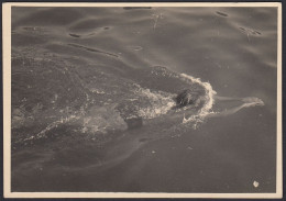 Italia 1950 - La Nuotatrice - Fotografia D'epoca - Places