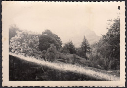 Italia 1960 - Vegetazione In Collina Da Identificare - Fotografia D'epoca - Places