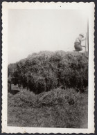 Italia 1950 - La Raccolta Del Fieno - Fotografia D'epoca - Places