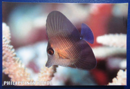 CPM CARTE POSTALE POISSON ZEBRASOMA DE L ILE DE BOHOL ( PHILIPPINES ) - Poissons Et Crustacés