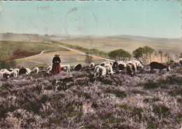 XXX -(19) PAYSAGE DE LA HAUTE CORREZE - PLATEAU DE MILLEVACHE - MOUTONS AU MONT ANDOUZE - 2 SCANS - Other & Unclassified