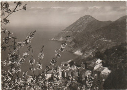 XXX -(20) CANARI - PRINTEMPS DANS LE CAP CORSE  - 2 SCANS - Altri & Non Classificati