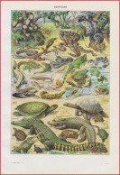 Reptiles. Reptile. Illustration Adolphe Millot Et Maurice Dessertenne. Serpents, Grenouilles, Tortues ... Larousse 1948. - Historical Documents