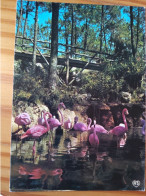 17 - CP - LA PALMYRE - Parc Zoologique - Flamants Roses - Other & Unclassified