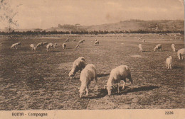 XXX - ROMA ( ITALIA )- CAMPAGNA - PECORA - TROUPEAU DE MOUTONS - 2 SCANS - Autres & Non Classés