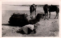 CPA - MAROC - Scènes & Types - La Prière Dans Les Dunes (Chamelier) - Edition La Cigogne Casablanca - Otros & Sin Clasificación