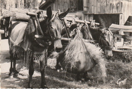 XXX -(40) EN LANDES DE GASCOGNE - ATTELAGE DE MULETS , LE RATELIER DE CAMPAGNE - 2 SCANS - Other & Unclassified