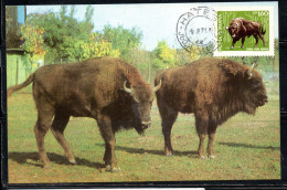 ROMANIA 1968 THE EUROPEAN BISON BONASUS ZIMBRU BISONTE NATURAL PARK PROTECTED ANIMAL FAUNA 1.60L MAXI MAXIMUM CARD - Maximum Cards & Covers