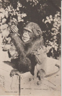 2418-205  Av 1905 N°227 Guinée Chimpanzé Fortier Photo Dakar   Retrait 18-05 - Senegal
