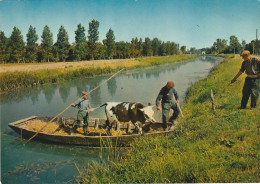 XXX -(79) LA VENISE VERTE - TRANSPORT D' UNE VACHE - PASSEUR , BARQUE  - 2 SCANS - Other & Unclassified