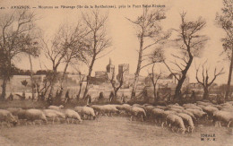 XXX -(84) AVIGNON - MOUTONS AU PATURAGE ( ILE DE LA BARTHELASSE ) , PRES LE PONT SAINT BENEZET  - 2 SCANS - Avignon