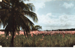 GUADELOUPE #32719 CANNES EN FLEUR - Otros & Sin Clasificación