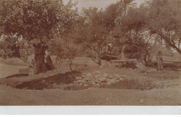 EGYPTE EGYPTE #32427 PUIT ET BOEUF CARTE PHOTO - Other & Unclassified