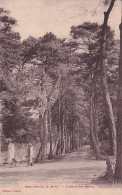 XXX Nw-(95) BEAUCHAMPS - AVENUE DES SAPINS - JARDINIER - Beauchamp