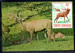 ROMANIA 1977 FAUNA PROTECTED BIRDS AND ANIMALS RED DEER 55b MAXI MAXIMUM CARD - Cartes-maximum (CM)