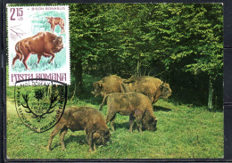 ROMANIA 1977 FAUNA PROTECTED BIRDS AND ANIMALS BISON BISONTE 2.15L MAXI MAXIMUM CARD - Tarjetas – Máximo
