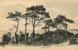 DINARD - LA VICOMTE - Etude D'Arbres - Dinard