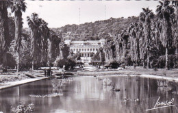 Algerie - ALGER - Jardin D'essai Et Musée National - 1957 - Alger