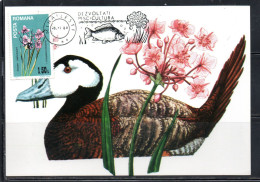 ROMANIA 1984 DANUBE FLOWERS FLORA BUTOMUS UMBELLATUS 1.50L MAXI MAXIMUM CARD - Tarjetas – Máximo