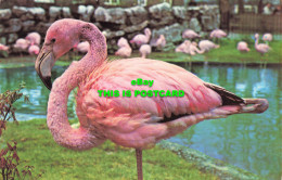 R573038 Rosy Flamingo At London Zoo. M. Lyster. Precision - Sonstige & Ohne Zuordnung