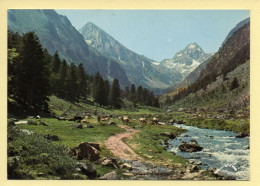 65. CAUTERETS – Chemin Vers Le Lac D'Estom / Vallée Du Lutour (voir Scan Recto/verso) - Cauterets