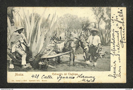 MEXIQUE - MEXICO - Extraccion Del  Tlachique - 1909 - Messico