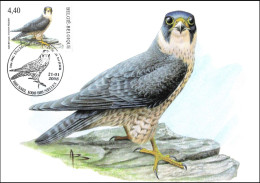 CM/MK - 3751 ° - Faucon Pèlerin / Slechtvalk / Wanderfalke / Peregrine Falcon - BUZIN - BSL-BXL - 21-01-2008 - 1985-.. Vogels (Buzin)