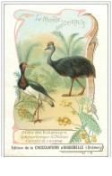 CHROMOS.n°119.CHOCOLAT D´AIGUEBELLE.LE MONDE DES OISEAUX.ORDRE DES ECHASSIERS.SPHENORHYNQUE D'ABDUNI.CASOAR A CASQ - Aiguebelle