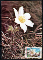 ROMANIA 1987 FLORA AND FAUNA FLOWERS PULSATILLA VERNALIS FLOWER 1L MAXI MAXIMUM CARD - Maximumkaarten