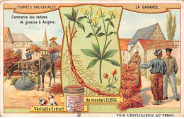 Chromos.AM13306.Liebig.Plantes Tinctoriales.La Garance.Commerce Des Racines De Garance à Avignon - Liebig